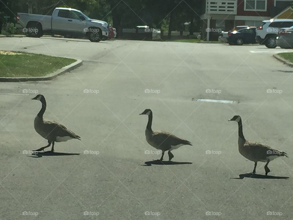 Geese crossing