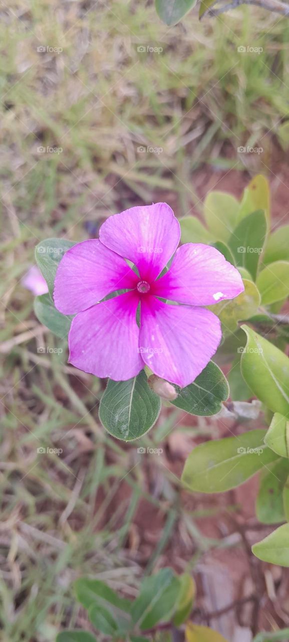 ✨️🩷Madagascar periwinkle🩷✨️
Is a species of flowering plant in the Apocynaceae family.
It is a perennial herbaceous plant native and endemic to Madagascar.