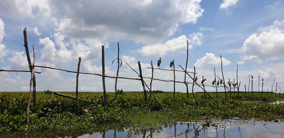 Egret At Thalay Noi Waterfowl Park In Phatthalung Thailand.