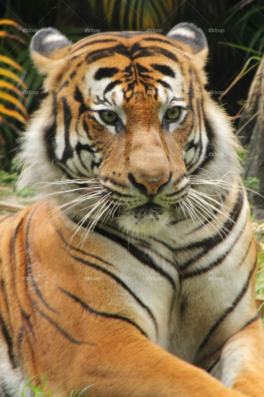 Malaysian Tiger