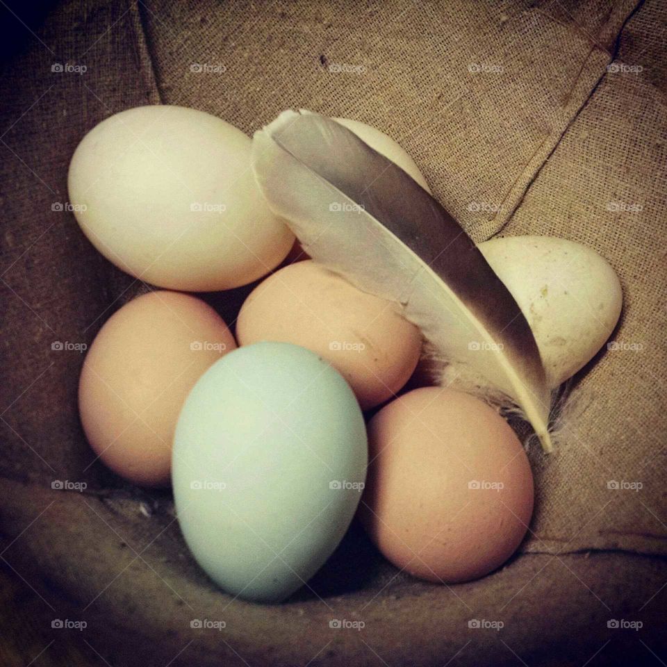 Backyard eggs
