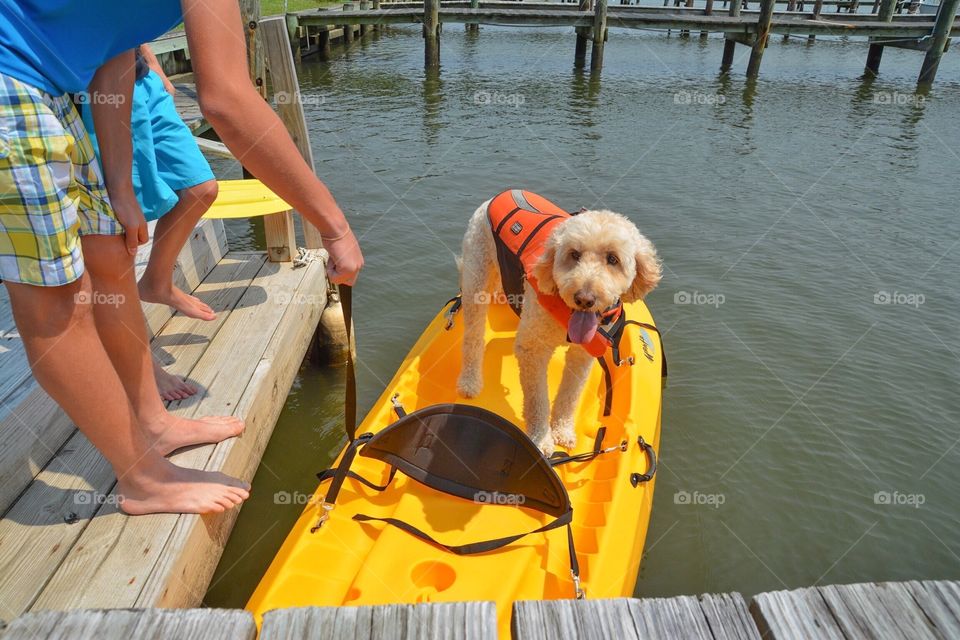 Dog kayaking