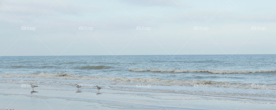 Sea, sky and birds at the beach in Belgium, october 2017.