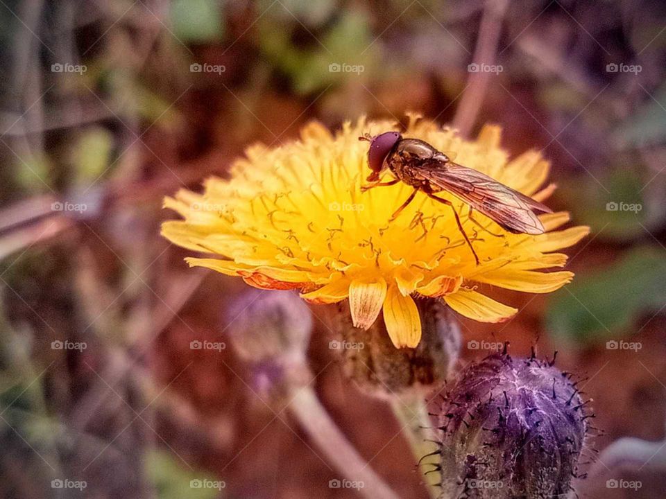 macroshot of a flower, we called कुरो (kuro) in Nepal, yellow coloured, growing bud of a flower,housefly sucking nectar, focused, insects
