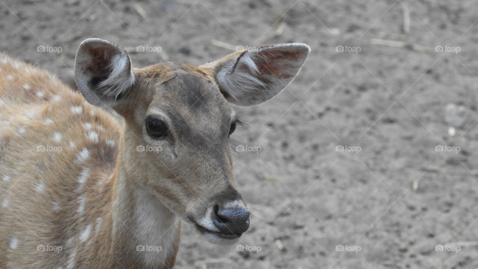 Close-up of deer