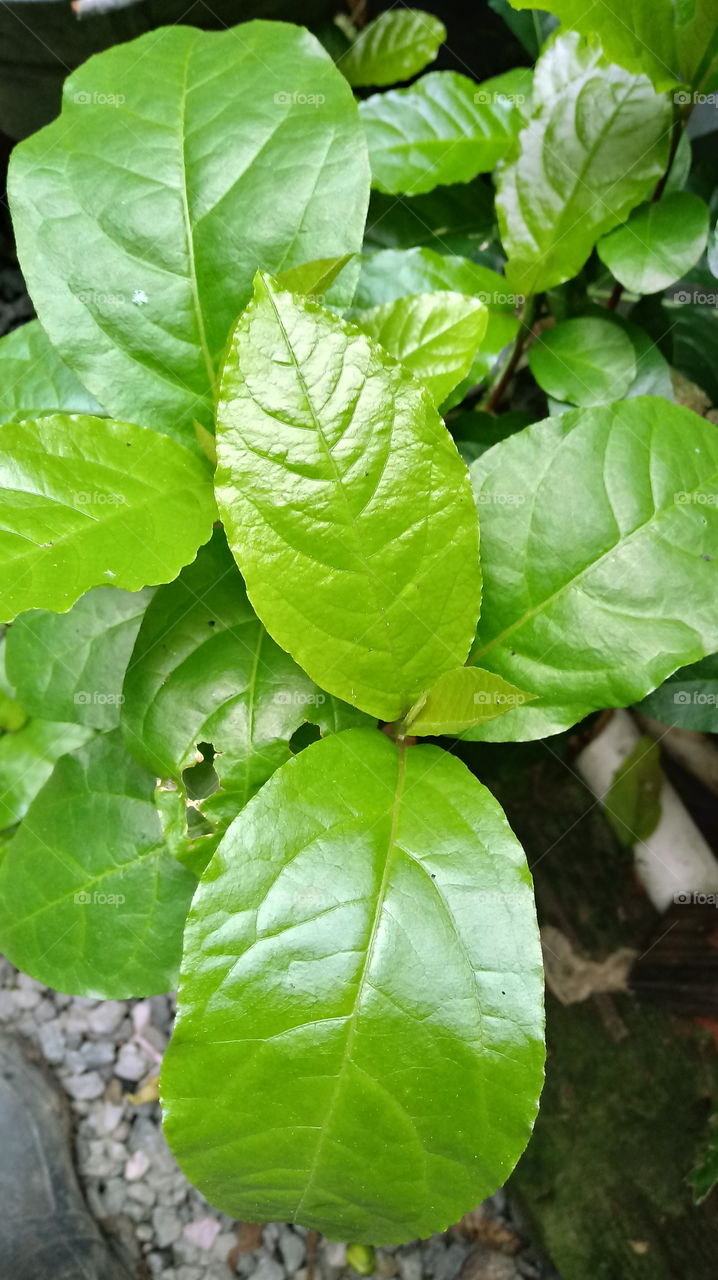 FOLHAS PLANTA NATUREZA