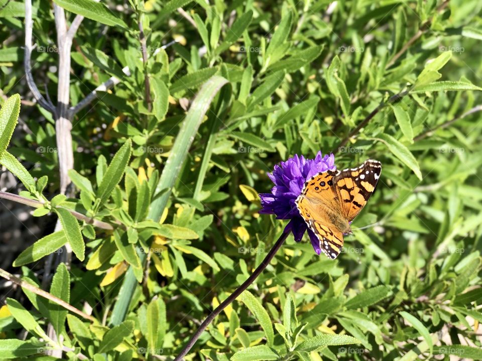 Foap Mission “This Is Springtime “!  Macro Photography Springtime Butterfly Feeding On A Flower!