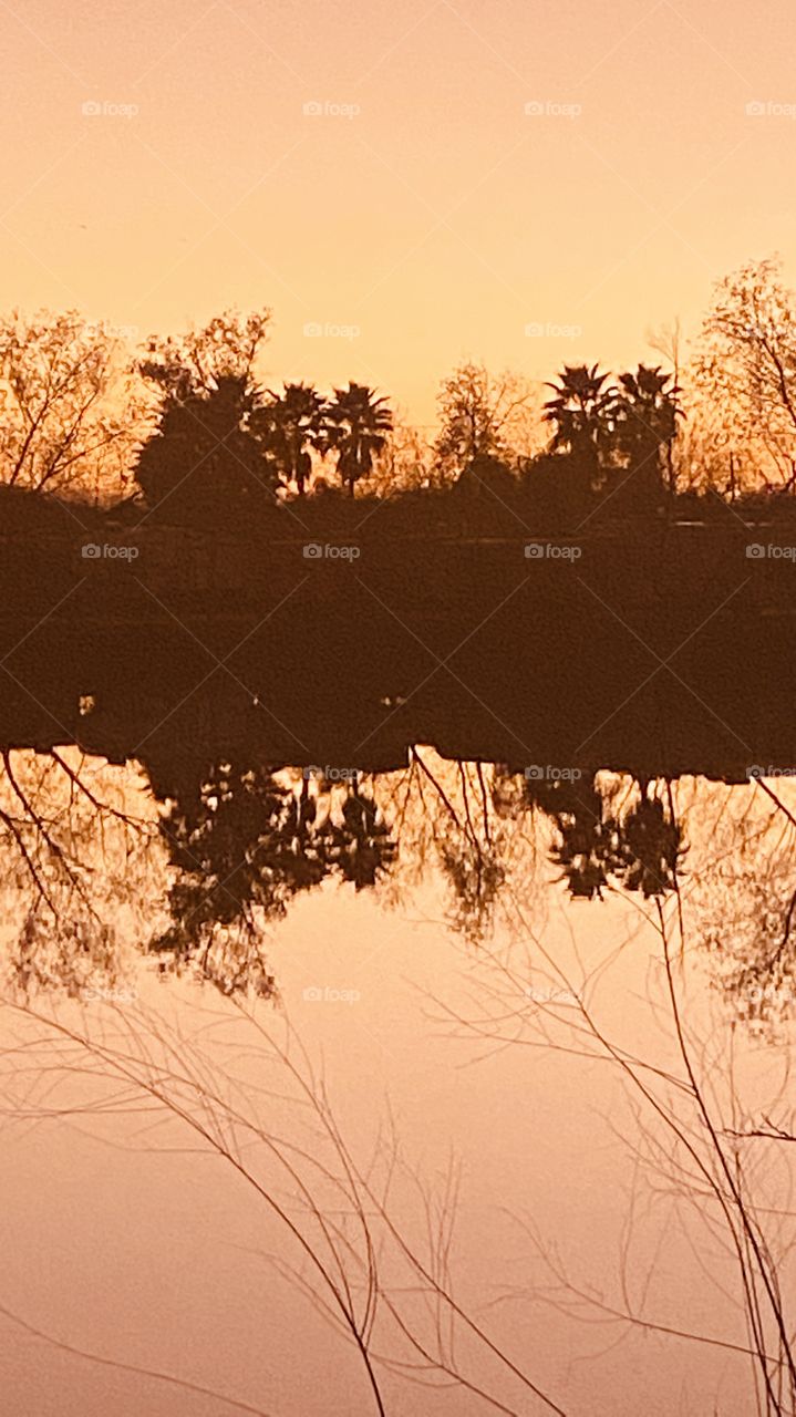 How nice is winter season dropping most all leaves from trees. Except the Palms that escape this Seasonal habit