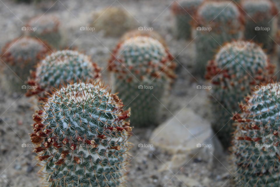 multiple cacti with sharp thorns
