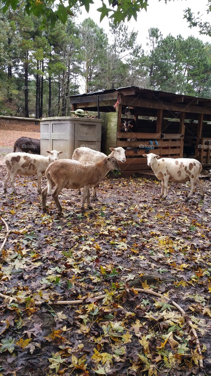 four sheeps. 4 sheeps