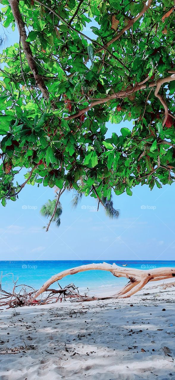 Coastal beaches and beautiful trees