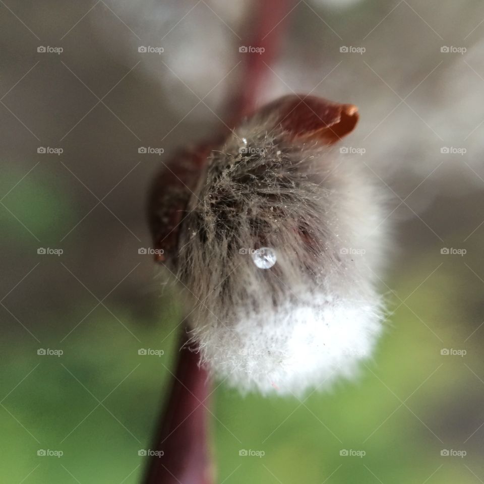 Downy, Nature, No Person, Outdoors, Blur