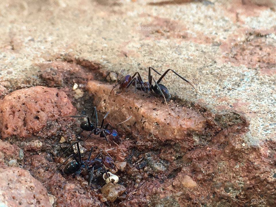 Closeup large bull ant on edge of nest hole and other feeding ants congregating 