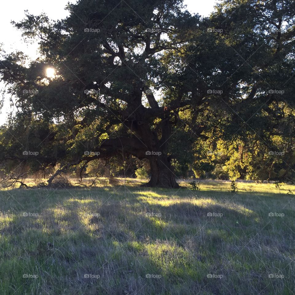 California Landscape 