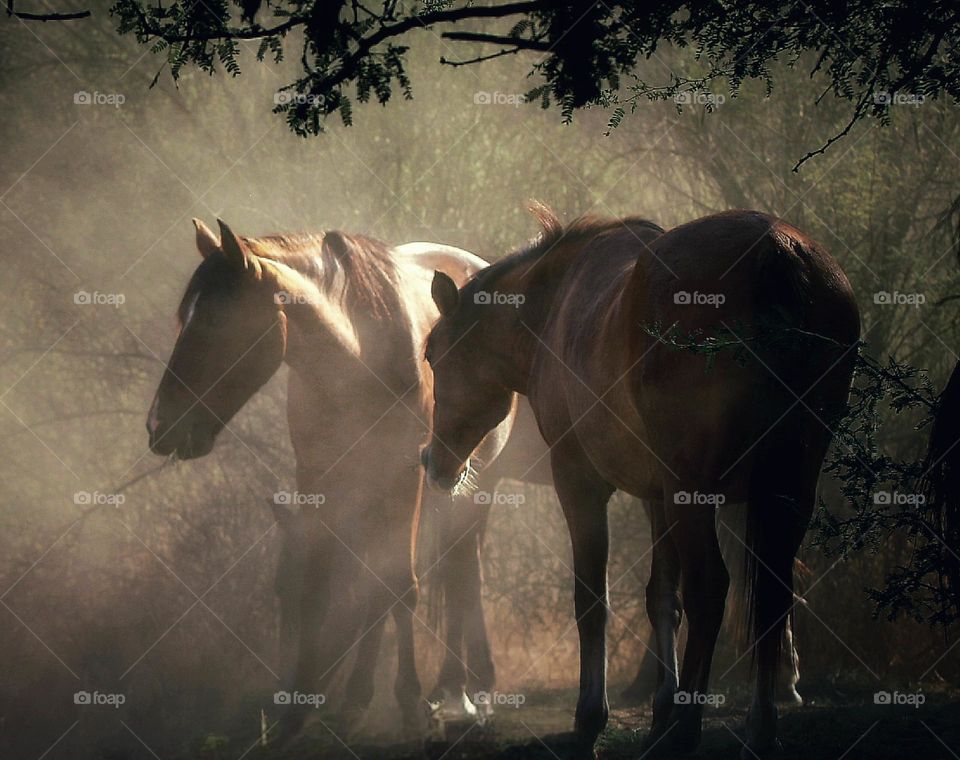 Wild Horses in Morning Light