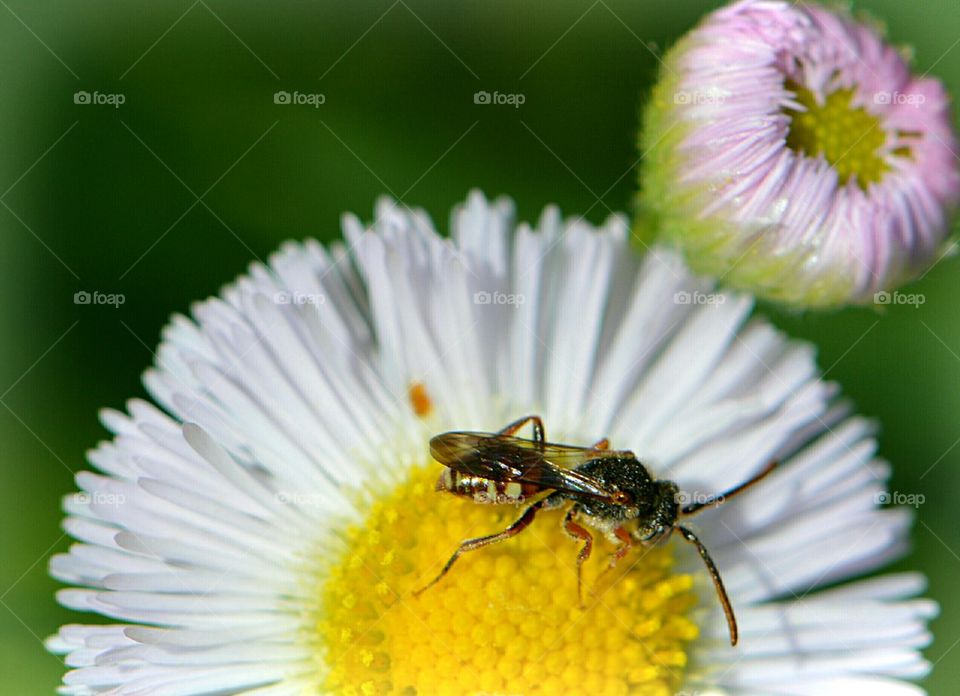 little Bee on flower