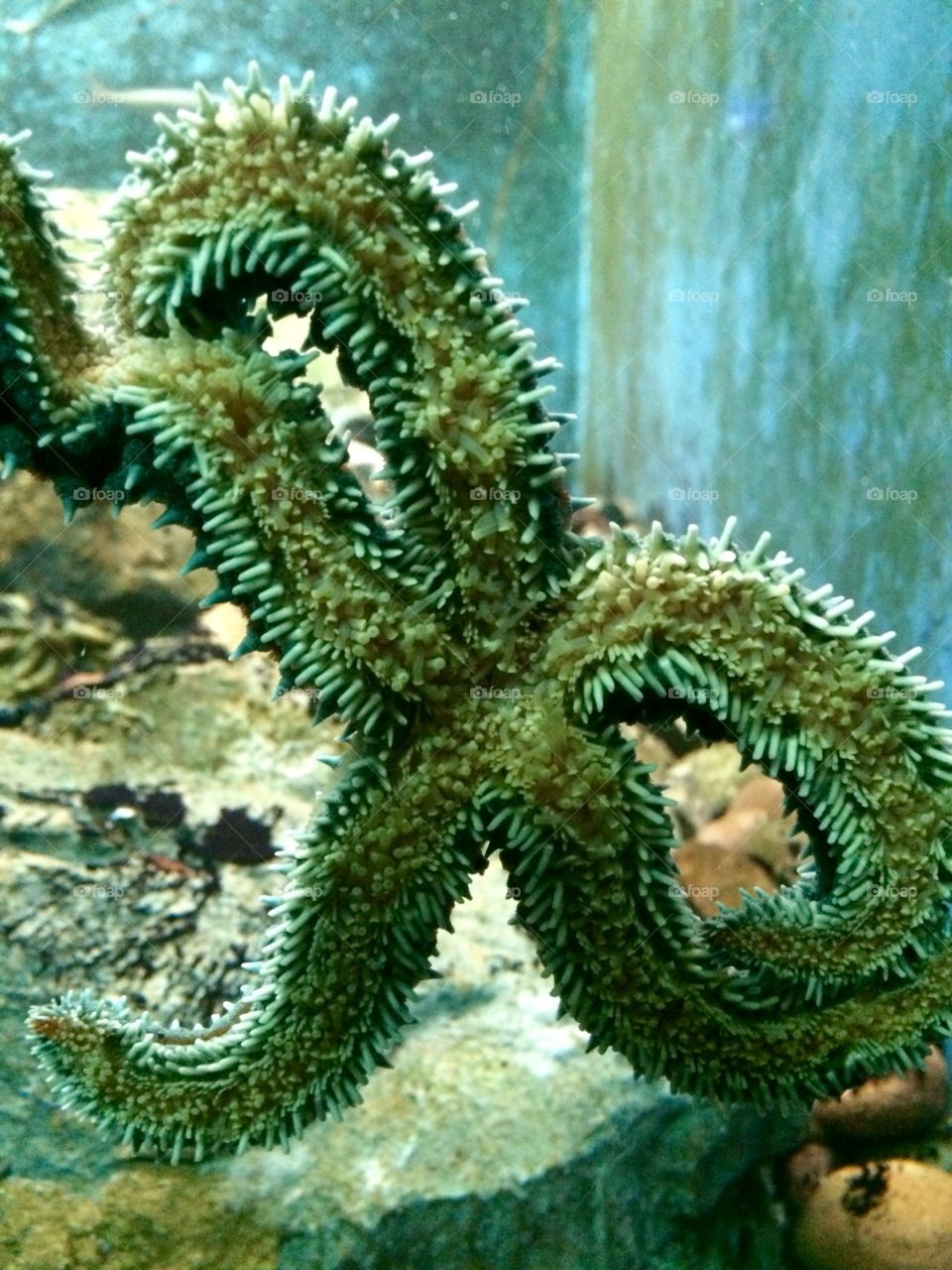 Aquarium 