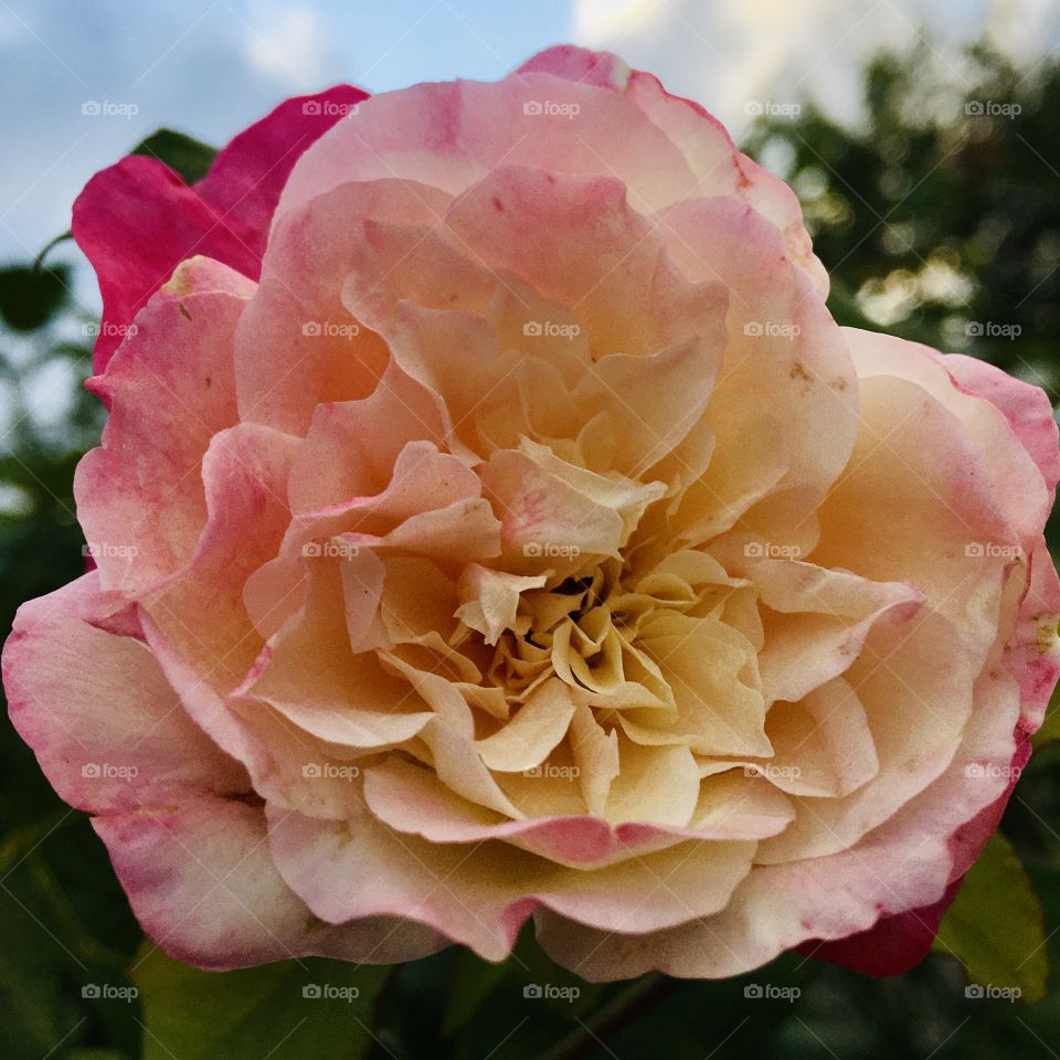 Uma roseira muito bonita, de pétalas coloridas sob o céu infinito. São as Plantas do Brasil!