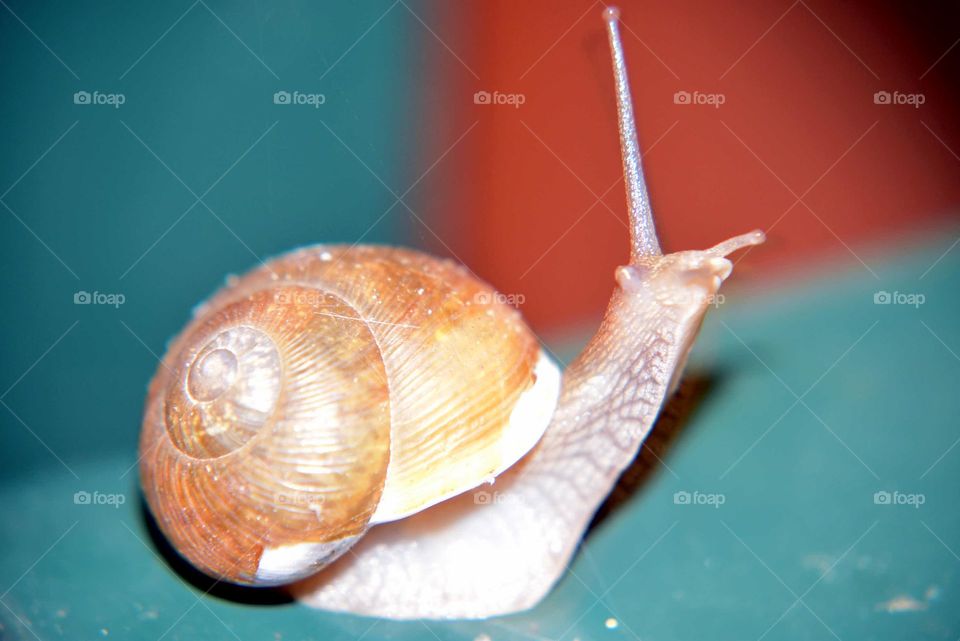 Snail on a Rail