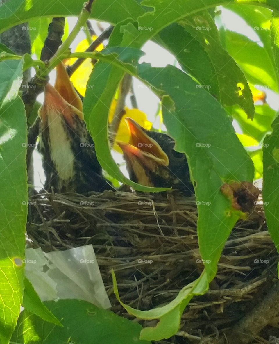 New baby Robins, out back in our peach tree.   Babies patiently waiting for mama to return with food.