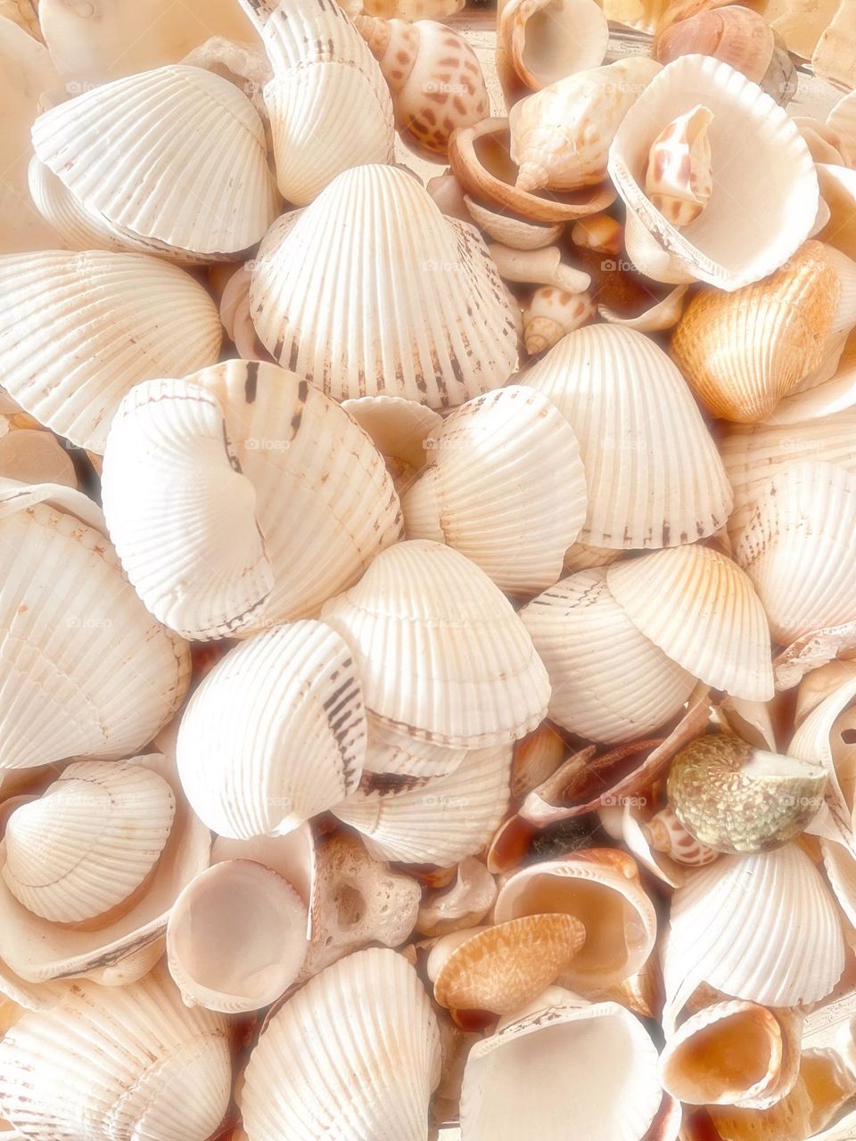 Shells