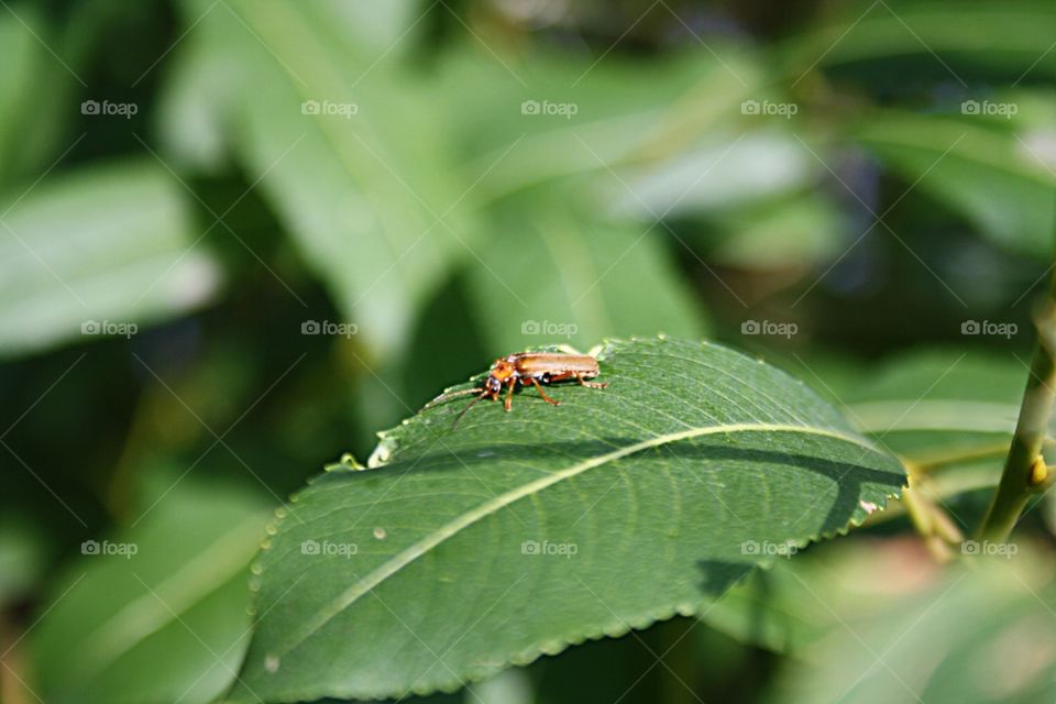 Beetle on plants