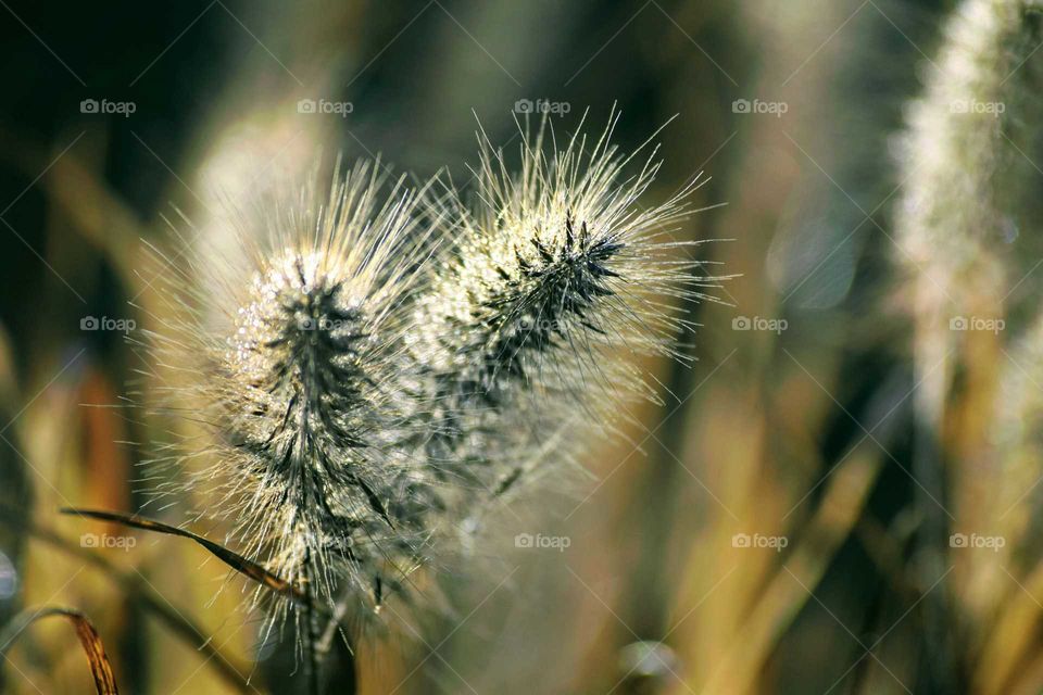 Grass in Light