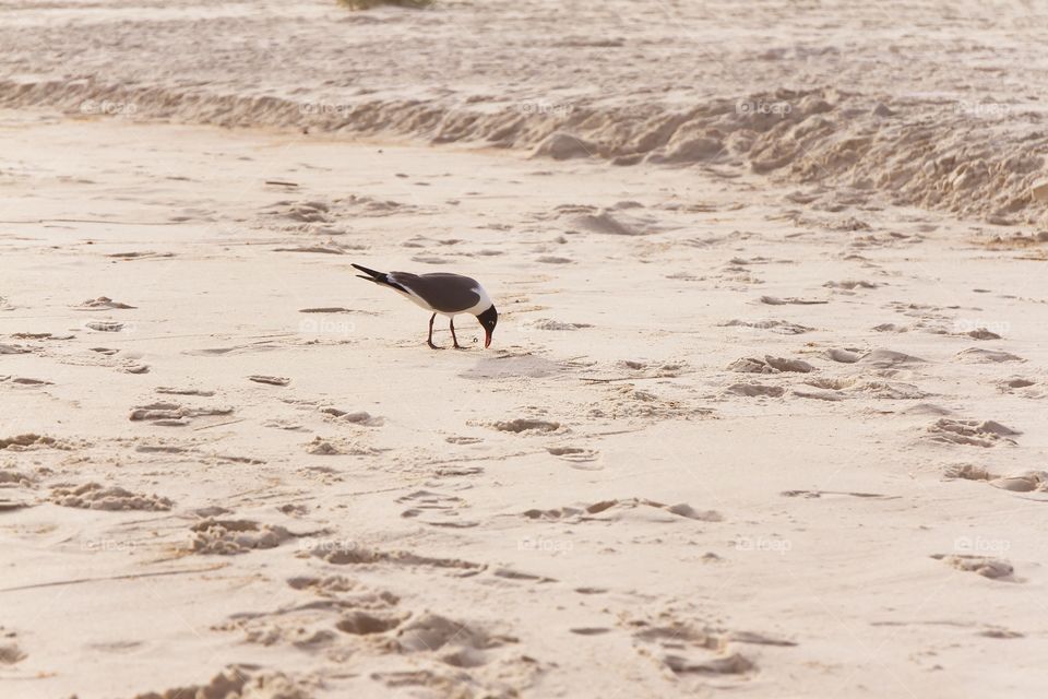 Bird on beach 