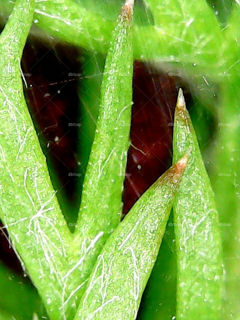 A small view of a greeny one.