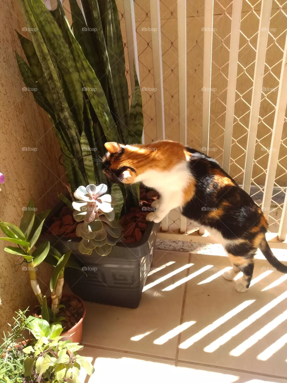 cats