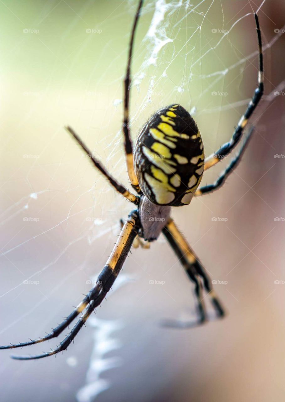 Orb Orchard Spider