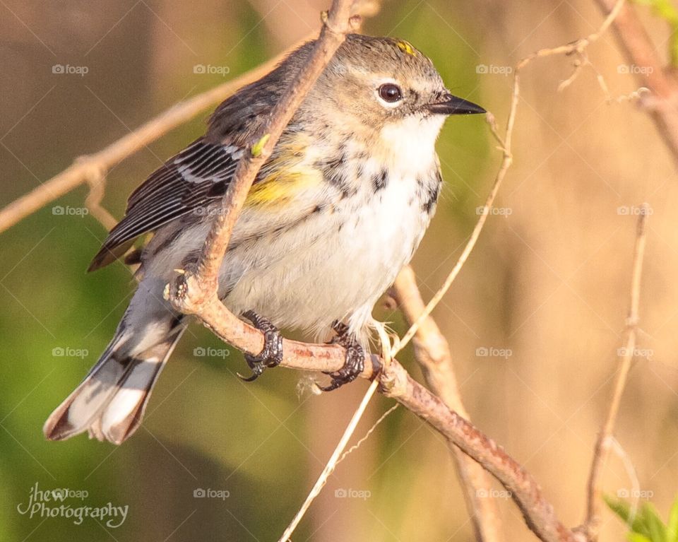 Yellow-rumped warbler