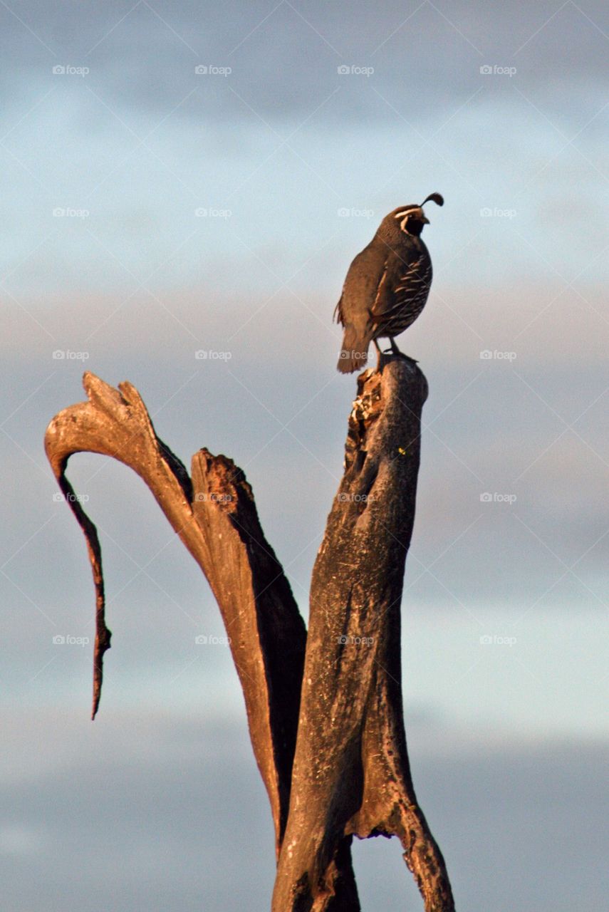 Quail and his kingdom