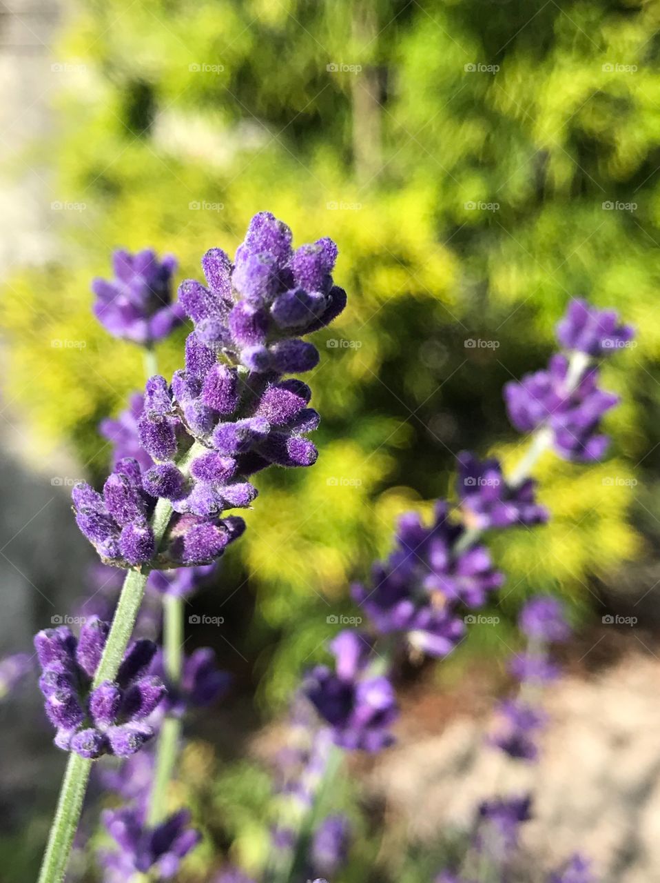 Lavendel 