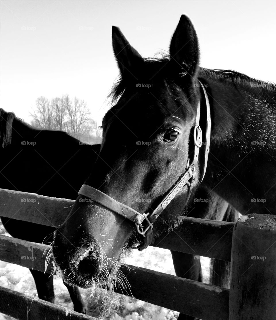 Cavalry, Mammal, Portrait, Two, Horse