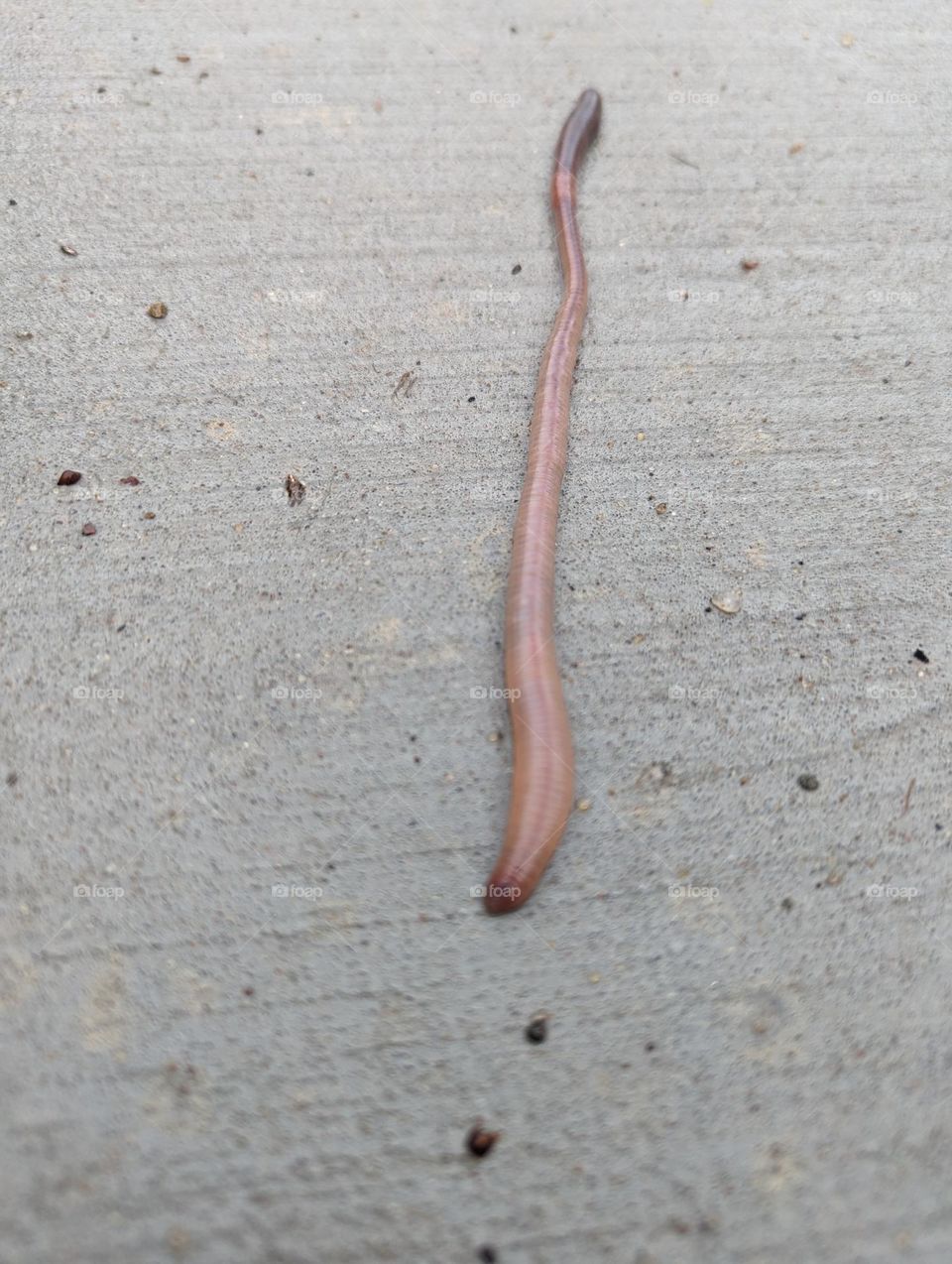 Nature- Worm