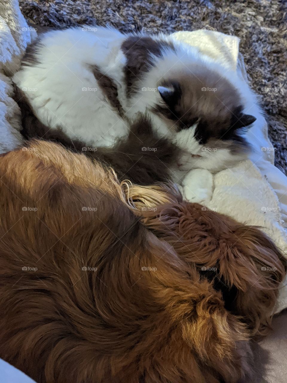 buddies taking a snooze