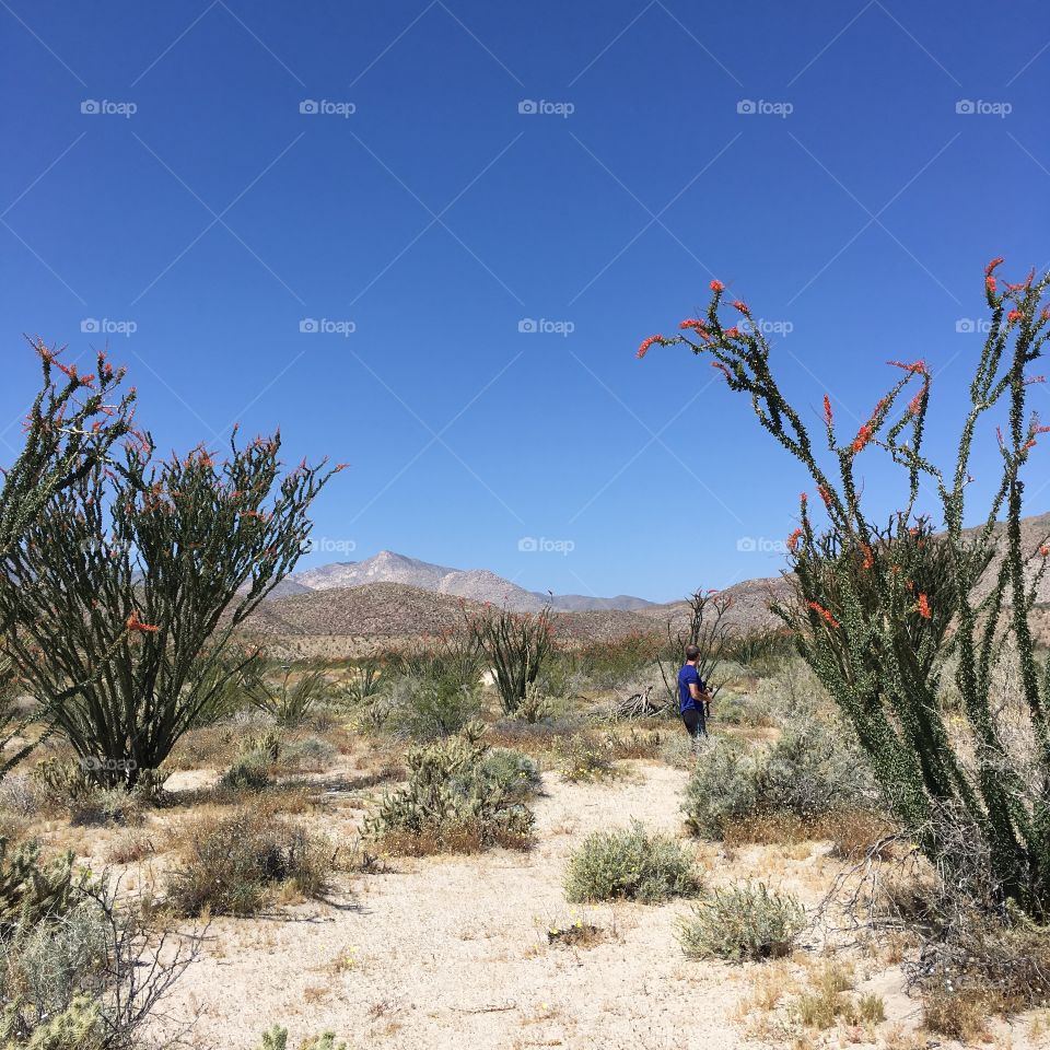 Desert path