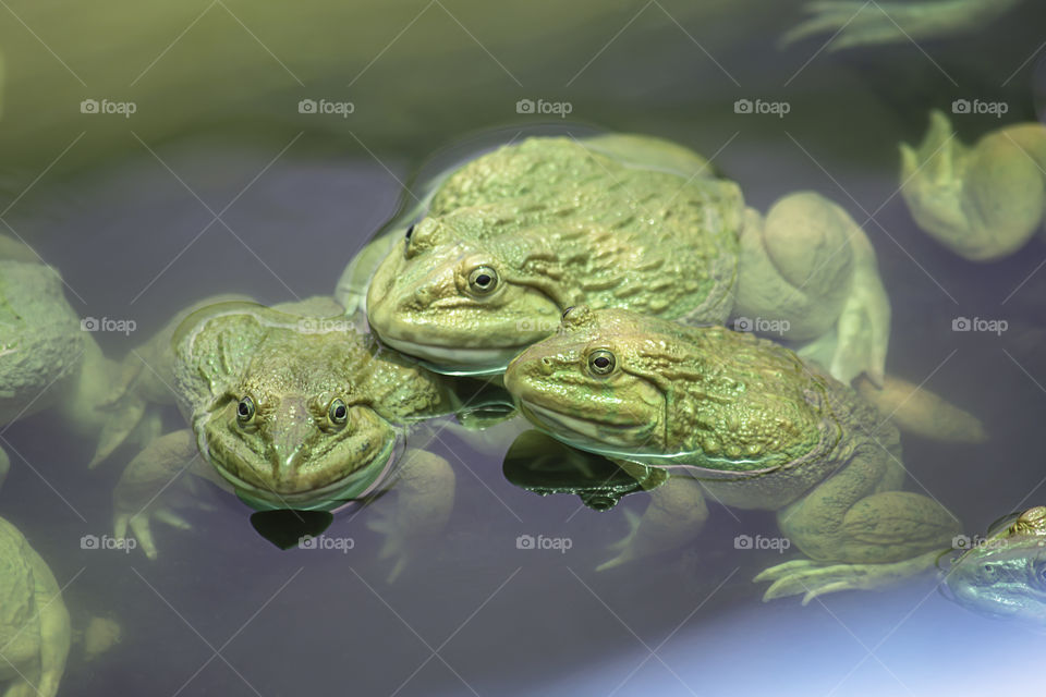 Big frog in the water at the farm.