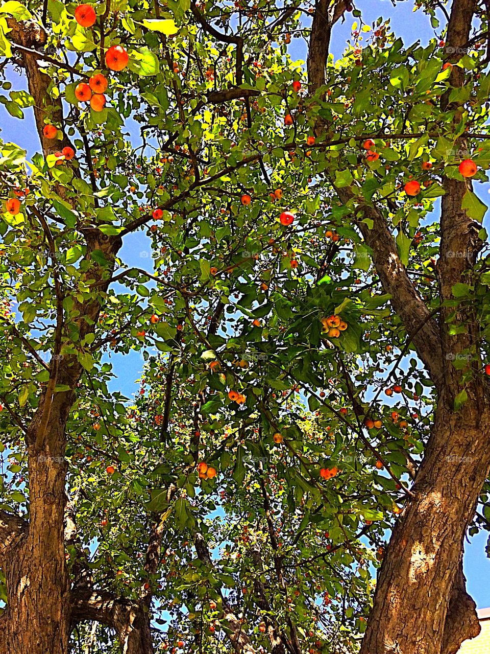 Crabapple trees

