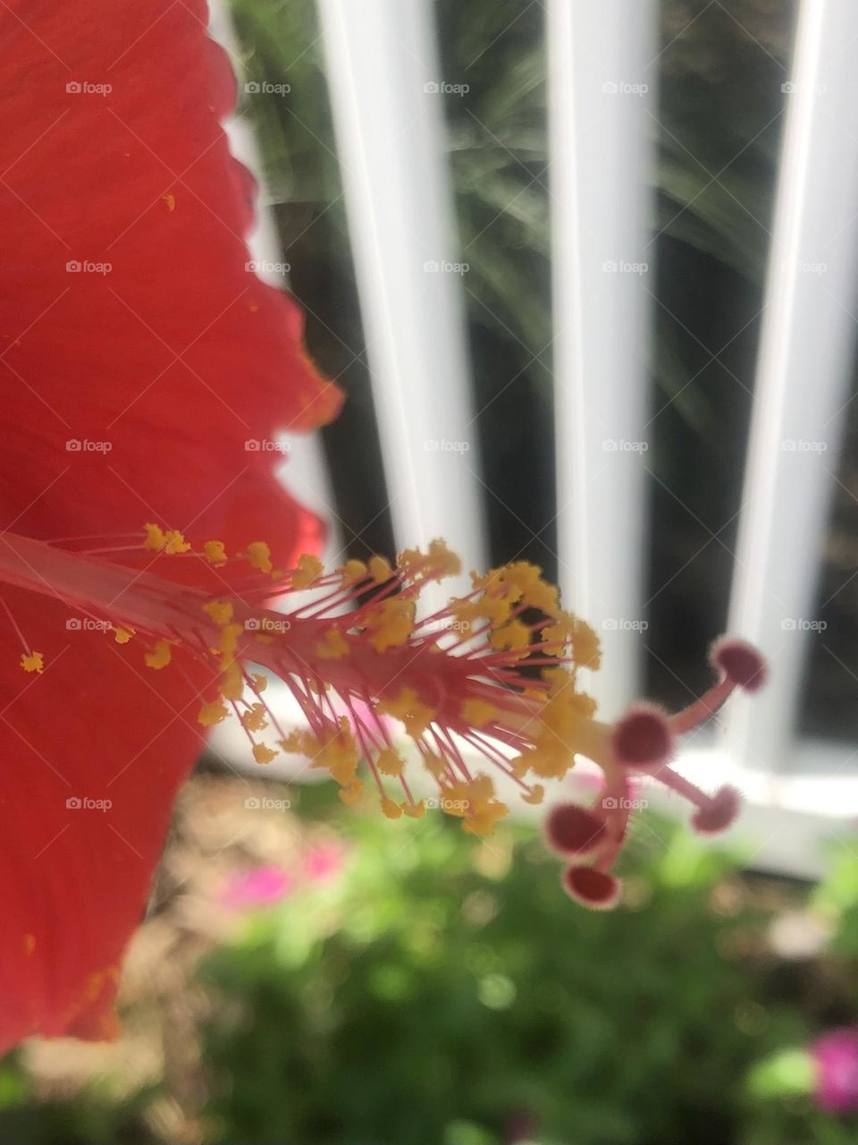 Closeup of a red hibiscus against a white picket fence ❤️