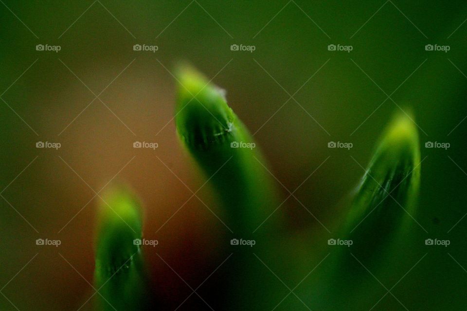 No Person, Blur, Leaf, Nature, Dew