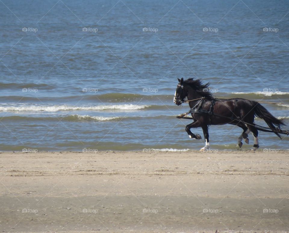 Horses on the beach