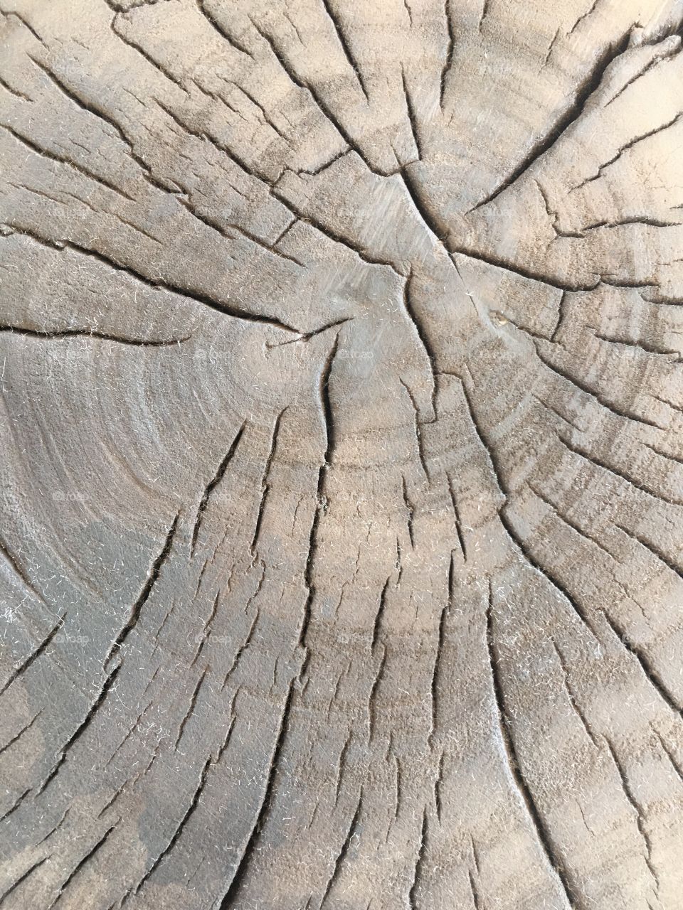 Wood cut