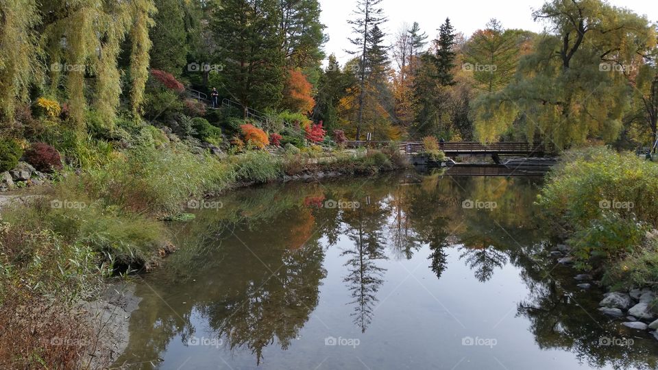 Fall Colors reflected in a Pond on the grounds of a Botanical Garden in Toronto, Ontario