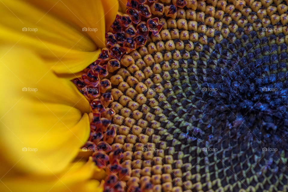 Sunflower with the macro lens 