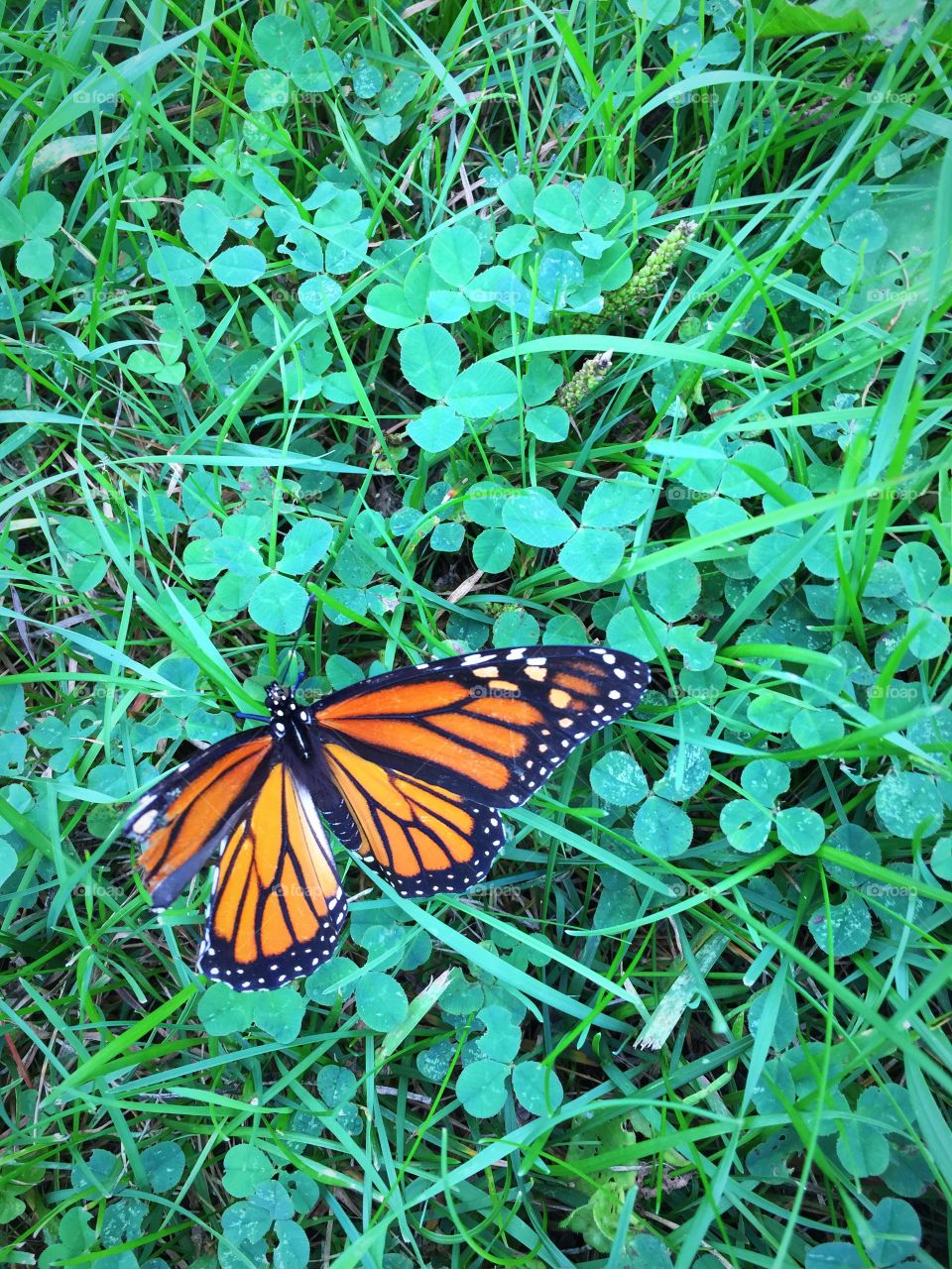 This monarch butterfly is very strong even with his left wing broken he still flying 
