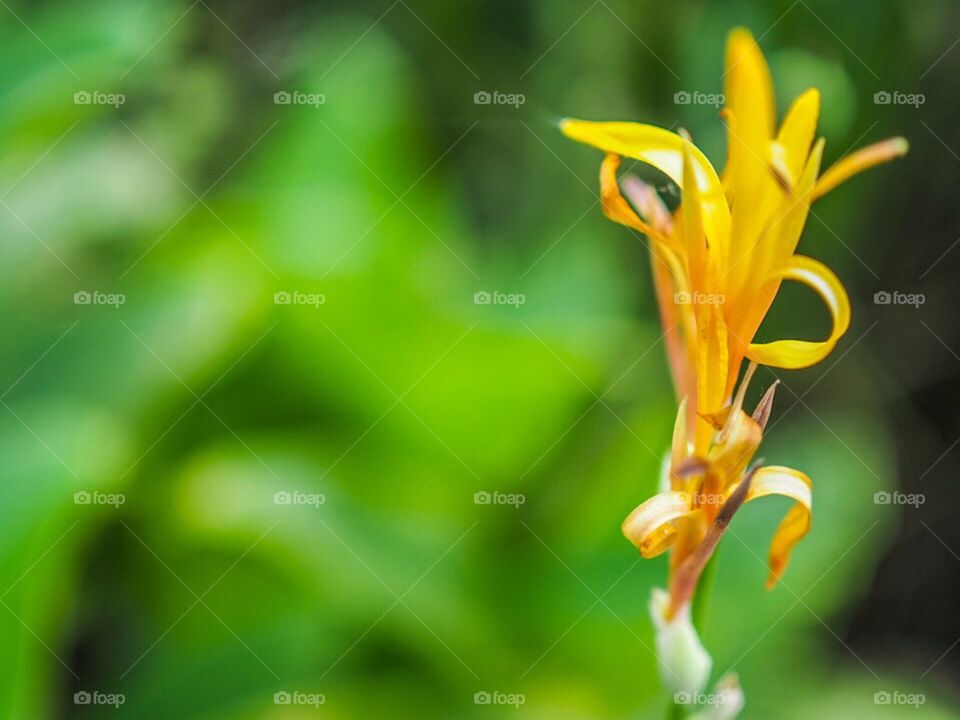 A flower at Maokong - Taipei,Taiwan