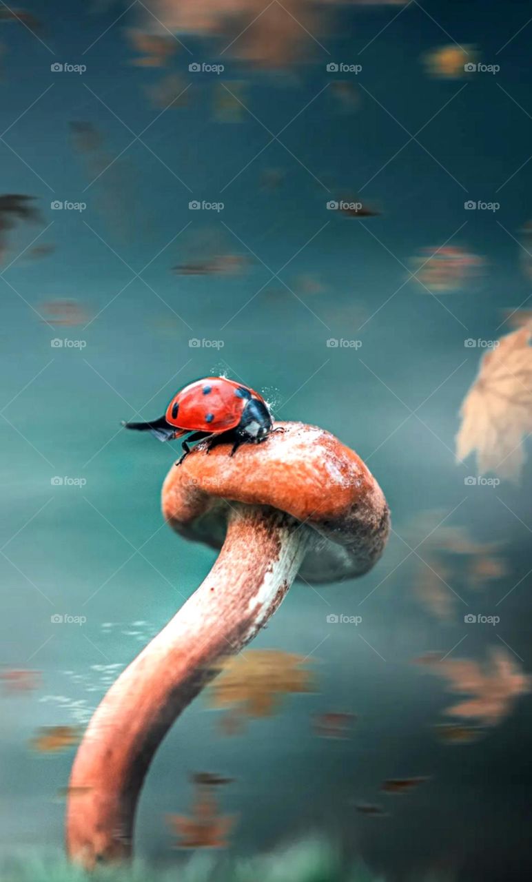 so beautiful view insect on masroom looks nice small insects red insect