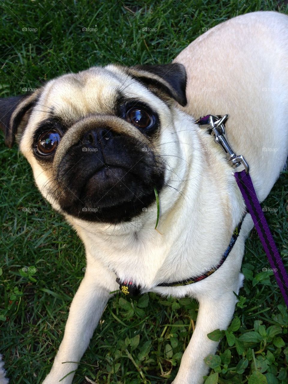 I'm not eating grass!